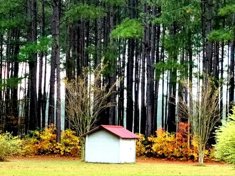 Is It Legal to Prune Your Neighbor’s Tree? Here’s What You Should Know