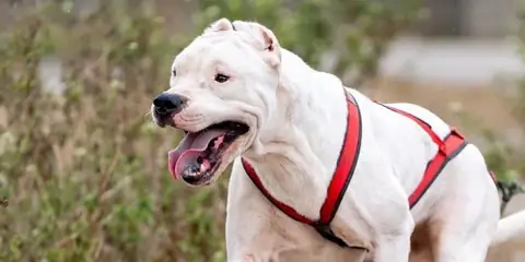 Jersey Introduces New Rules for Dangerous Dog Registration