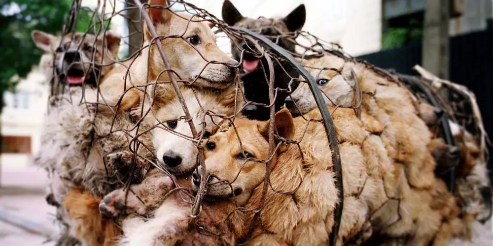 Yulin Festival, China