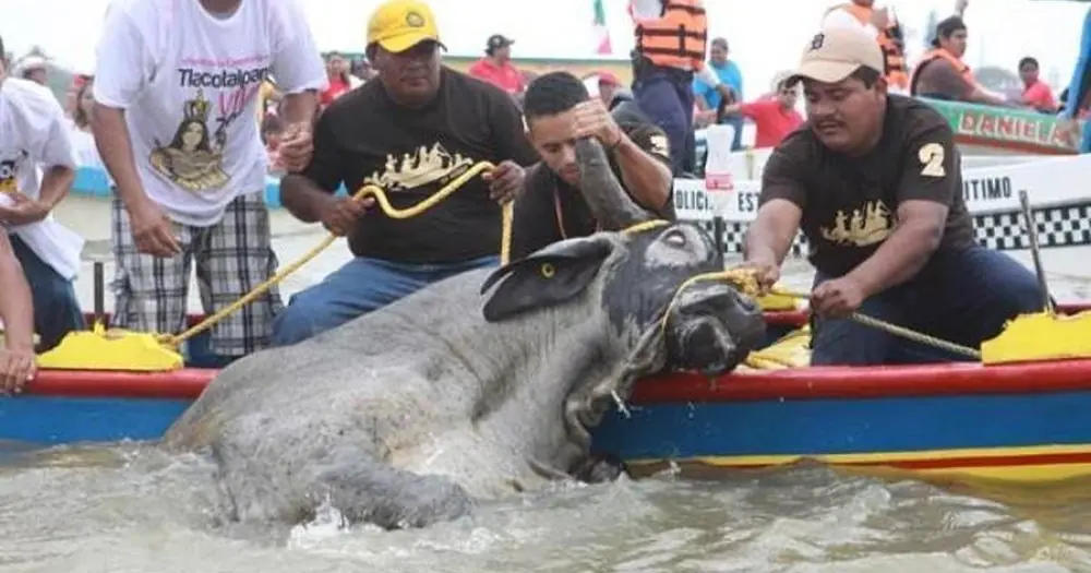 Tlacotalpan Bull Festival, Mexico