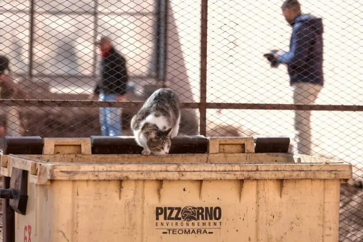 Is dumpster diving legal in California?