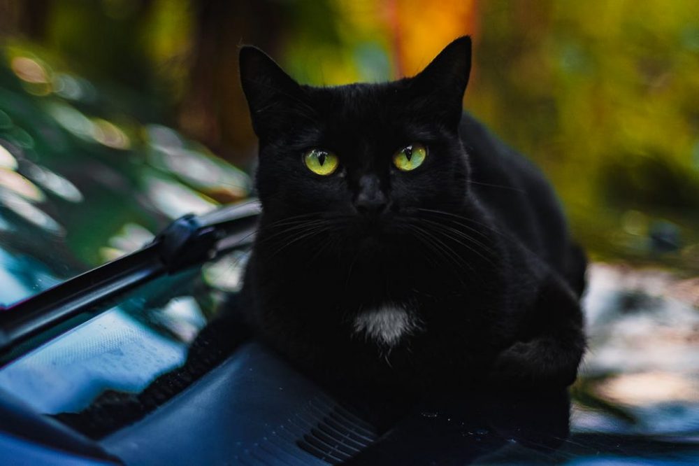 Black Cat’s Hysterical Way of Waking Parents Is Oddly Sweet!